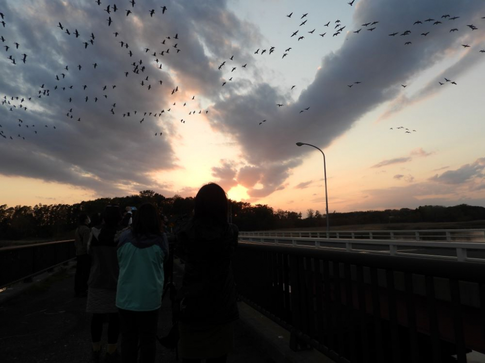 夕暮れにヒシクイ（天然記念物の鳥）の群れが湖に戻ってくる様子（写真提供：小清水町観光協会）