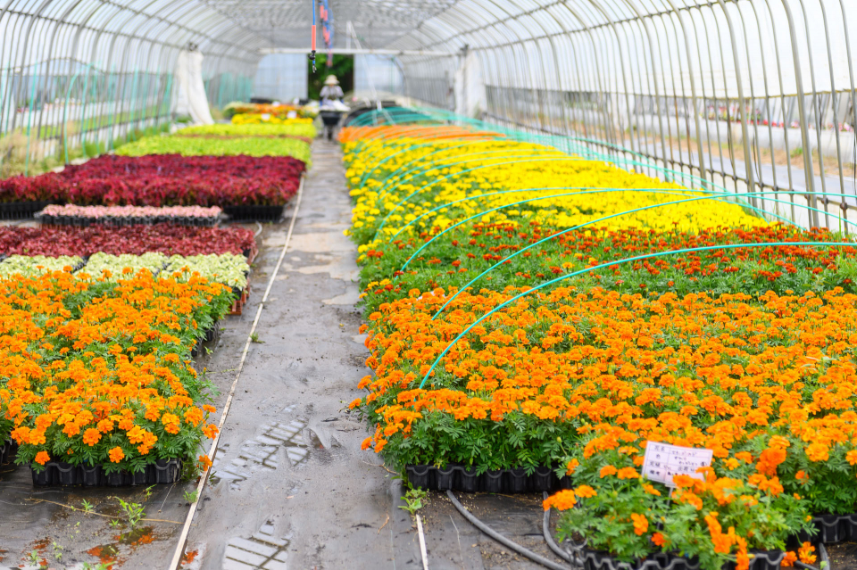 取材は7月上旬。春の繁忙期を過ぎてもハウスにはたくさんの花が。「いつ何時でも花があるようにって、使命感があるんです」と山口さん。