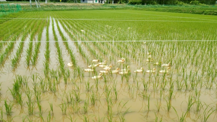 （写真提供:ニセコフードコミッション）