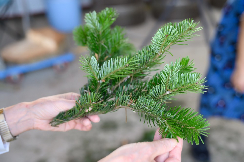 取材当日に採集されたトドマツの枝葉。葉の1本1本が光っています。