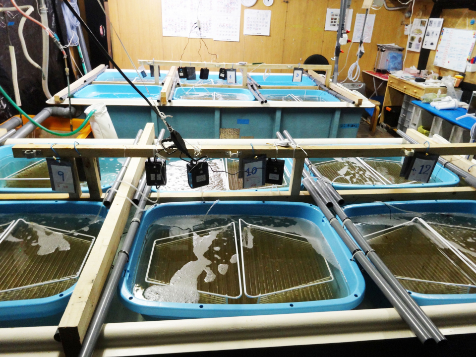 養殖用に開設したプレハブの実験室。ナマコとウニが温度管理されて育てられている（写真提供：小坂さん）